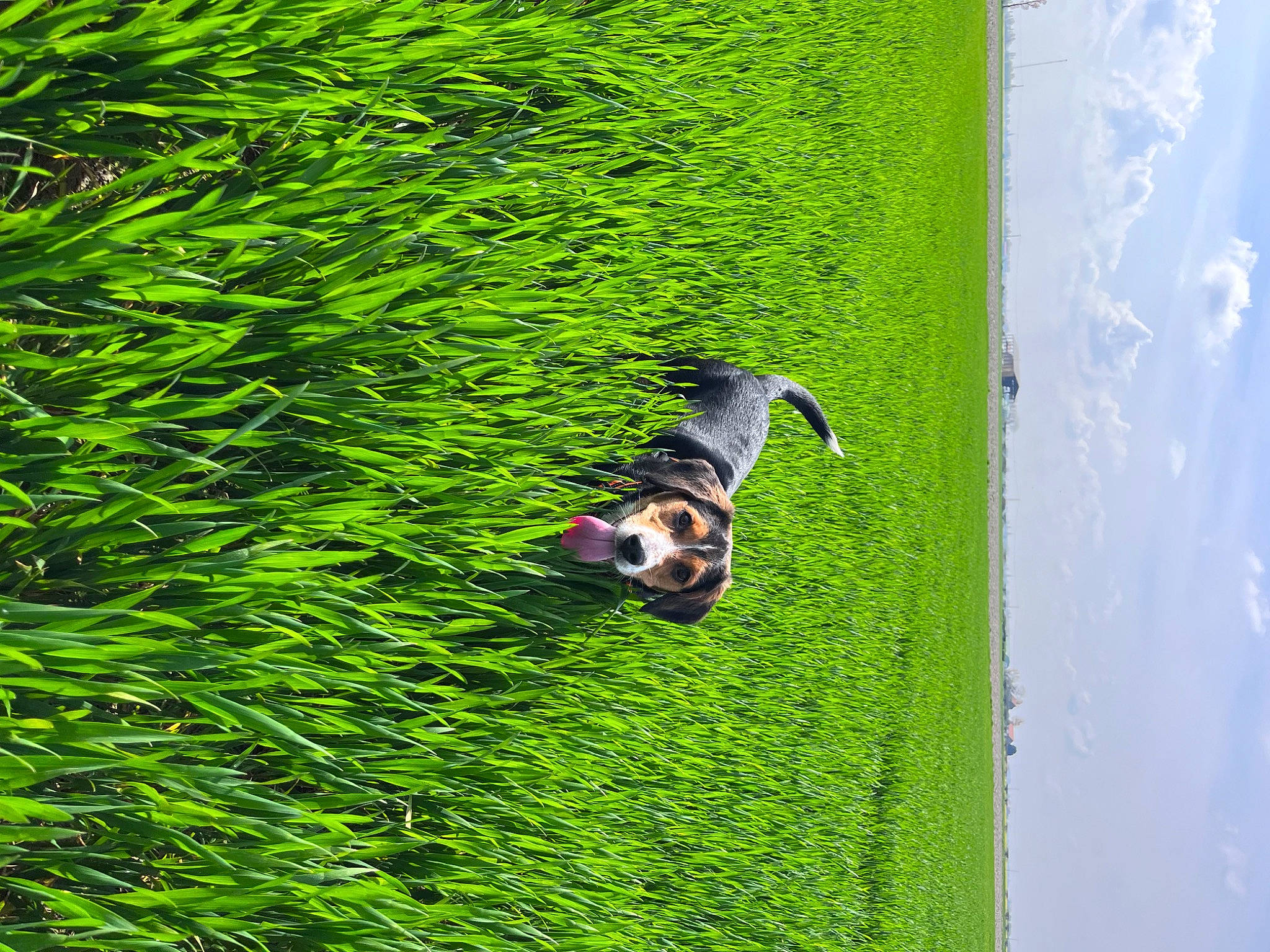 Rockette participe au concours pour gagner de l'argent avec cette photo : field, forest, grass, grass_family, grassland, groundcover, landscape, lawn, natural_landscape, pasture, people_in_nature, plant, shadow, shrub, terrestrial_plant, tree, trunk, water, wildlife, wood