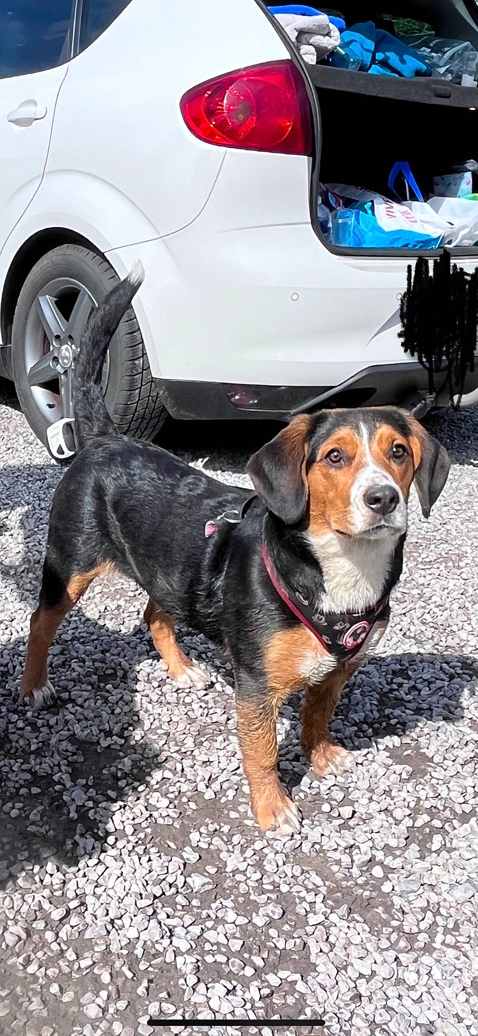 Rockette a rejoint le concours — aidez-le/la à gagner de superbes lots ! asphalt, automotive_exterior, automotive_lighting, automotive_tire, car, carnivore, collar, companion_dog, dog, dog_breed, fender, leash, mammal, motor_vehicle, tire, tread, vehicle, vehicle_door, vertebrate, wheel