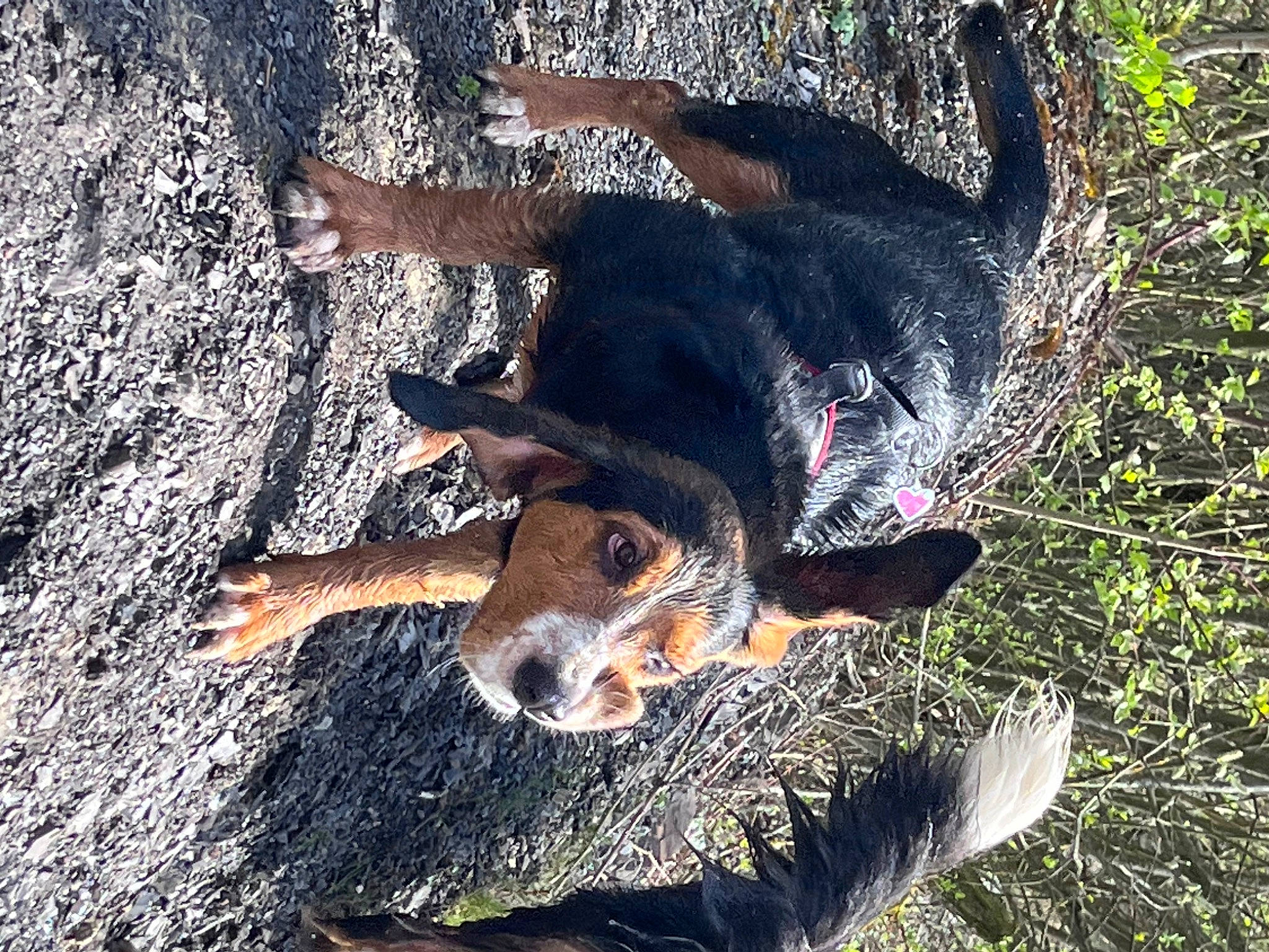 Rockette a rejoint le concours — aidez-le/la à gagner de superbes lots ! canidae, carnivore, companion_dog, dog, dog_breed, fur, grass, guard_dog, herding_dog, hunting_dog, organism, paw, plant, soil, sporting_group, tail, working_animal, working_dog