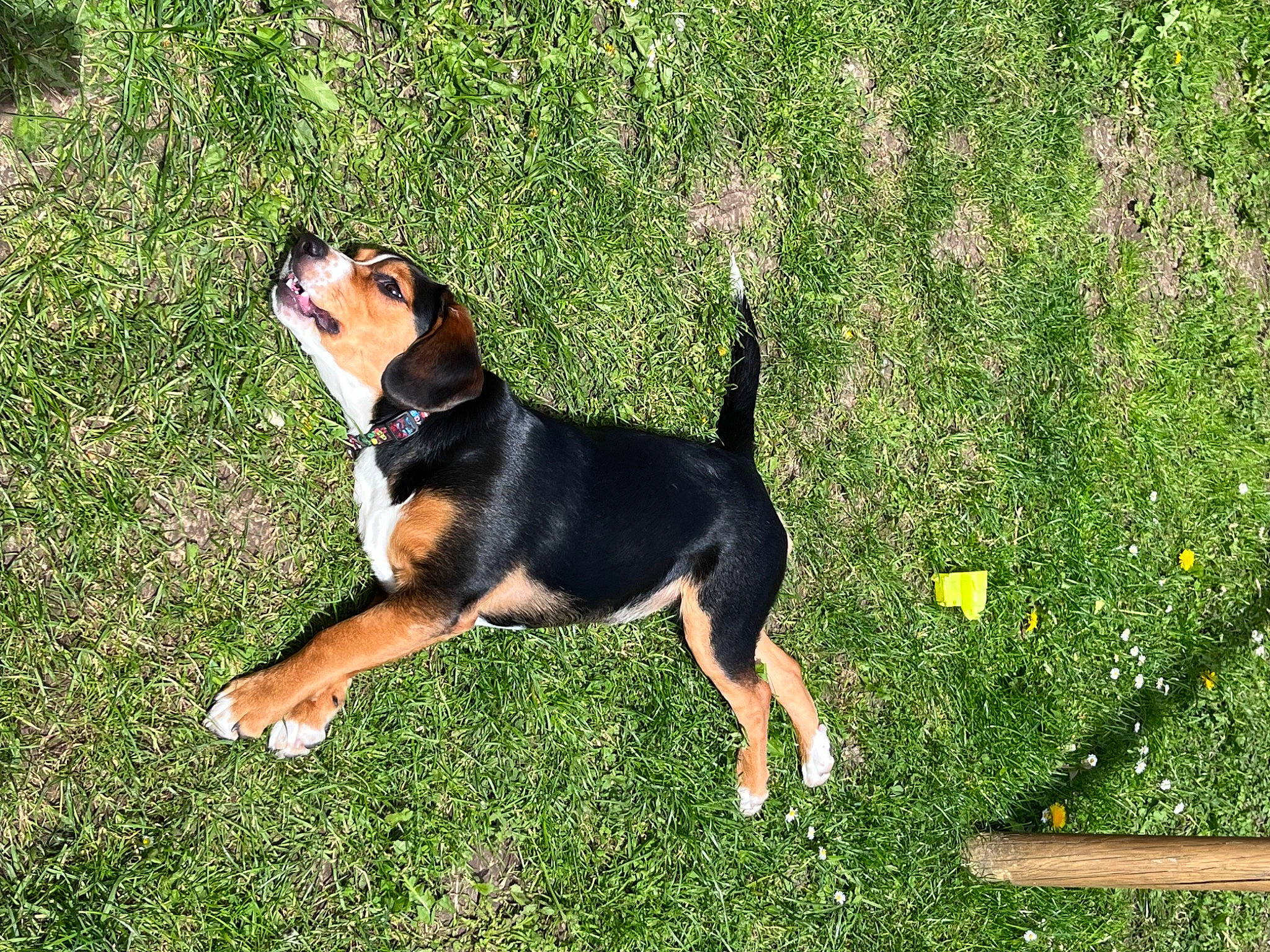 Rockette participe au concours pour gagner de l'argent avec cette photo : canidae, carnivore, companion_dog, dog, dog_breed, grass, grassland, hound, hunting_dog, people_in_nature, plant, sporting_group, tail, working_dog