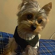 Chocokrispy is registered to the contest to win money with this photo: dog, pet, small_dog, yorkshire_terrier, fur, sweater, blue_blanket, plaid, indoor, cozy, curious, cute, animal, companion, domestic, furry, portrait, close_up, soft_lighting, resting