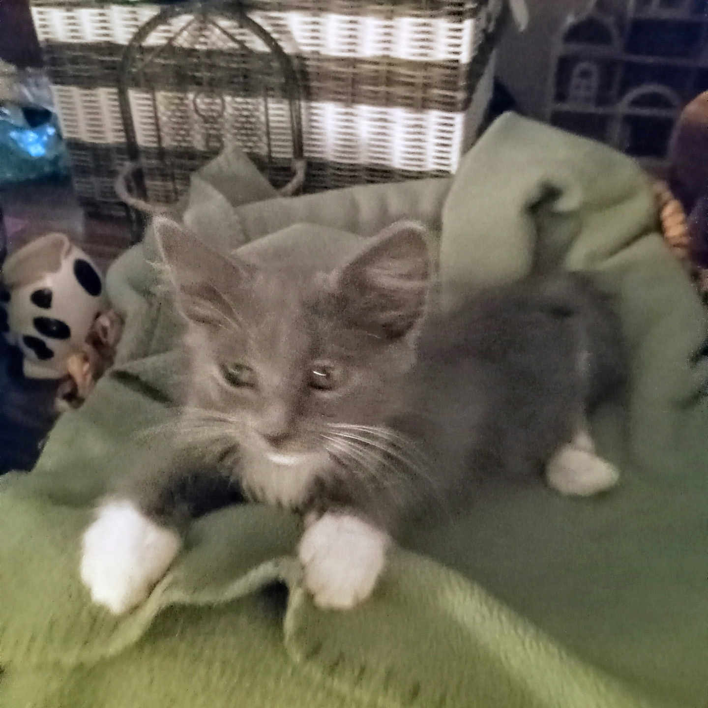Bitsy Boo