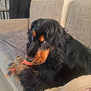 Haribo participe au concours pour gagner de l'argent avec cette photo : dog, cocker_spaniel, black_and_tan, toy, couch, blanket, indoor, pet, fur, long_ears, paw, looking_away, cozy, home, floor, carpet, soft_light, relaxed, animal, chair