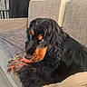 dog, cocker_spaniel, black_and_tan, toy, couch, blanket, indoor, pet, fur, long_ears, paw, looking_away, cozy, home, floor, carpet, soft_light, relaxed, animal, chair