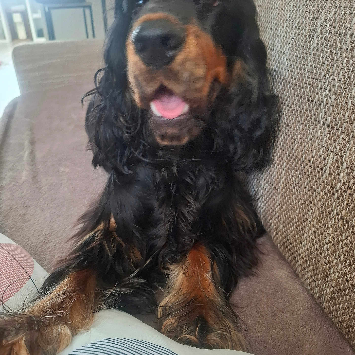 Haribo