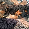 Haribo participe au concours pour gagner de l'argent avec cette photo : dog, pet, resting, close_up, indoor, blanket, fur, sleepy, cozy, black_fur, tan_fur, animal, relaxed, soft_texture, cute, companion, domestic, laying_down, portrait, home