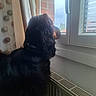 Haribo a rejoint le concours — aidez-le/la à gagner de superbes lots ! dog, window, curtain, radiator, indoor, black_dog, brown_markings, pet, looking_out, string_lights, calm, furry, side_view, domestic, animal, house, daylight, quiet, resting, thoughtful