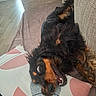 dog, black_and_tan, couch, pillow, blanket, indoor, happy, playful, pet, fur, lying_down, head, mouth_open, floor, home, living_room, cozy, animal, resting, cute