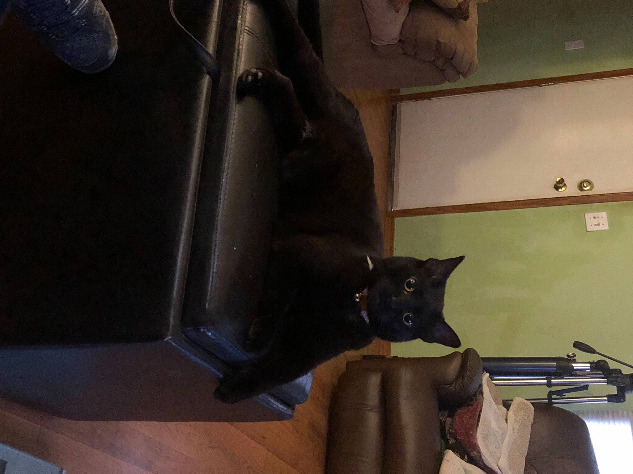 Onyx is registered to the contest to win money with this photo: bag, carnivore, cat, ceiling, chair, comfort, domestic_short_haired_cat, felidae, flooring, fur, hardwood, leather, metal, room, small_to_medium_sized_cats, tail, whiskers, wood