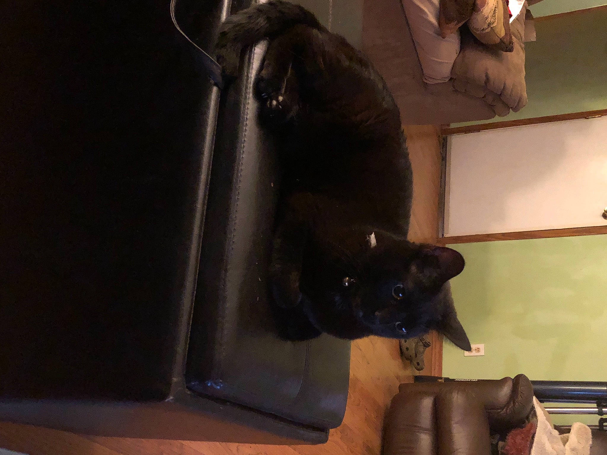 Onyx is registered to the contest to win money with this photo: black_cat, bombay, canidae, carnivore, cat, comfort, dog_breed, domestic_short_haired_cat, ear, felidae, fur, hardwood, picture_frame, room, small_to_medium_sized_cats, snout, sporting_group, tail, whiskers, whiteboard