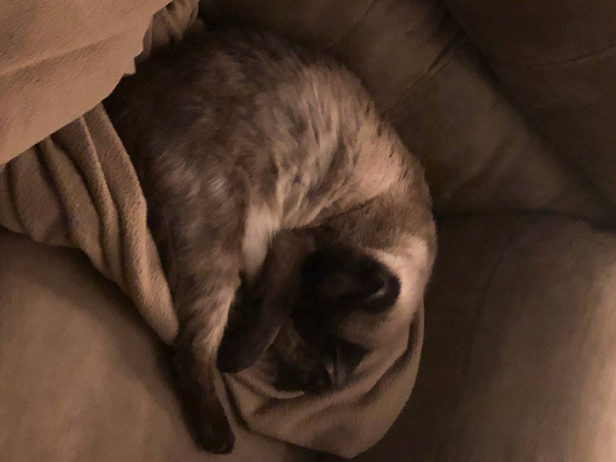 Jasmine joined the competition — help win amazing prizes! canidae, carnivore, cat, comfort, companion_dog, darkness, dog_breed, ear, fawn, felidae, fur, grey, linens, nap, small_to_medium_sized_cats, snout, sporting_group, tail, whiskers, wood