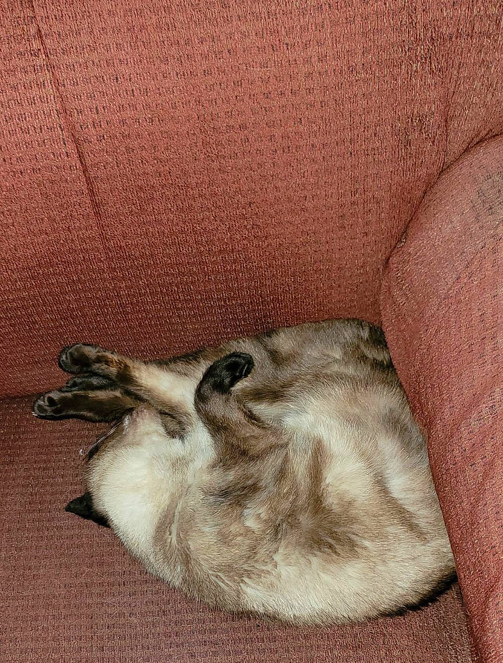 Jasmine joined the competition — help win amazing prizes! art, canidae, carnivore, cat, comfort, dog_breed, fawn, felidae, fur, human_leg, linens, painting, small_to_medium_sized_cats, snout, sporting_group, tail, terrestrial_animal, whiskers, wildlife, window