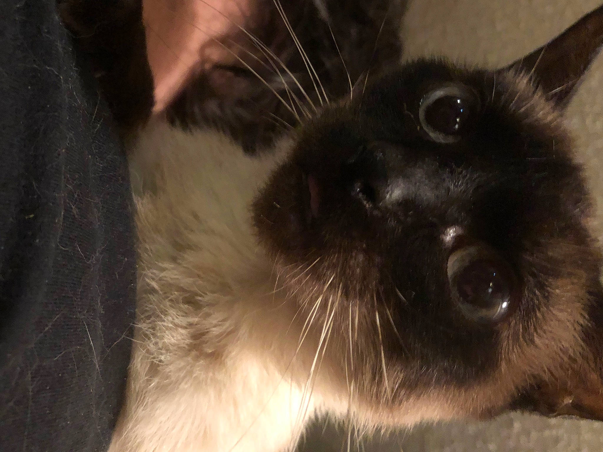 Jasmine joined the competition — help win amazing prizes! carnivore, cat, domestic_short_haired_cat, ear, eye, eyelash, felidae, fur, head, siamese, small_to_medium_sized_cats, snout, terrestrial_animal, thai, whiskers