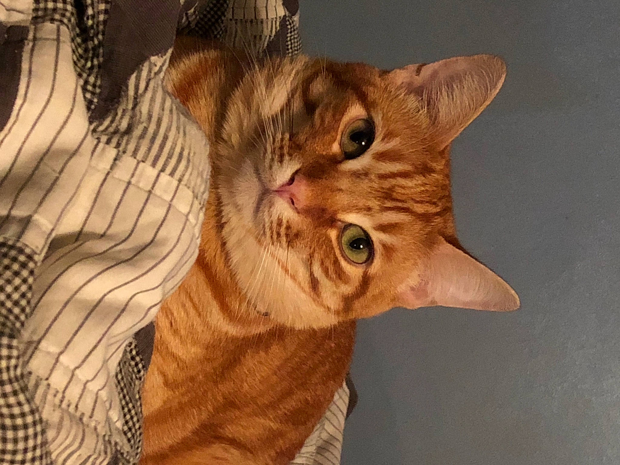 Gimli joined the competition — help win amazing prizes! carnivore, cat, claw, domestic_short_haired_cat, ear, eye, fang, fawn, felidae, fur, gesture, paw, peach, small_to_medium_sized_cats, snout, tail, terrestrial_animal, whiskers, wildlife