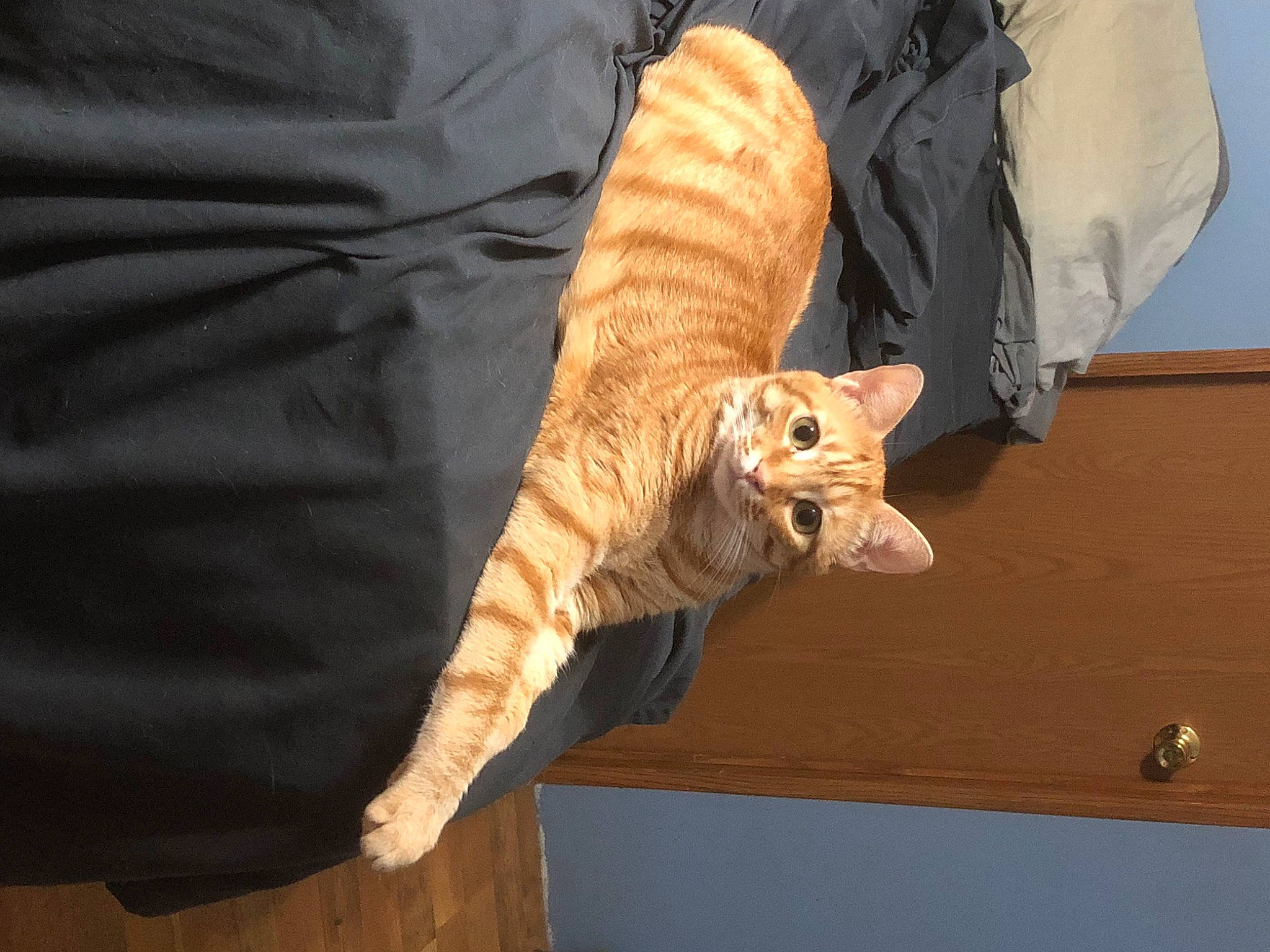 Gimli is registered to the contest to win money with this photo: big_cats, canidae, carnivore, cat, claw, comfort, companion_dog, fawn, felidae, fur, hardwood, small_to_medium_sized_cats, snout, sporting_group, table, tail, terrestrial_animal, whiskers, wood, wood_stain