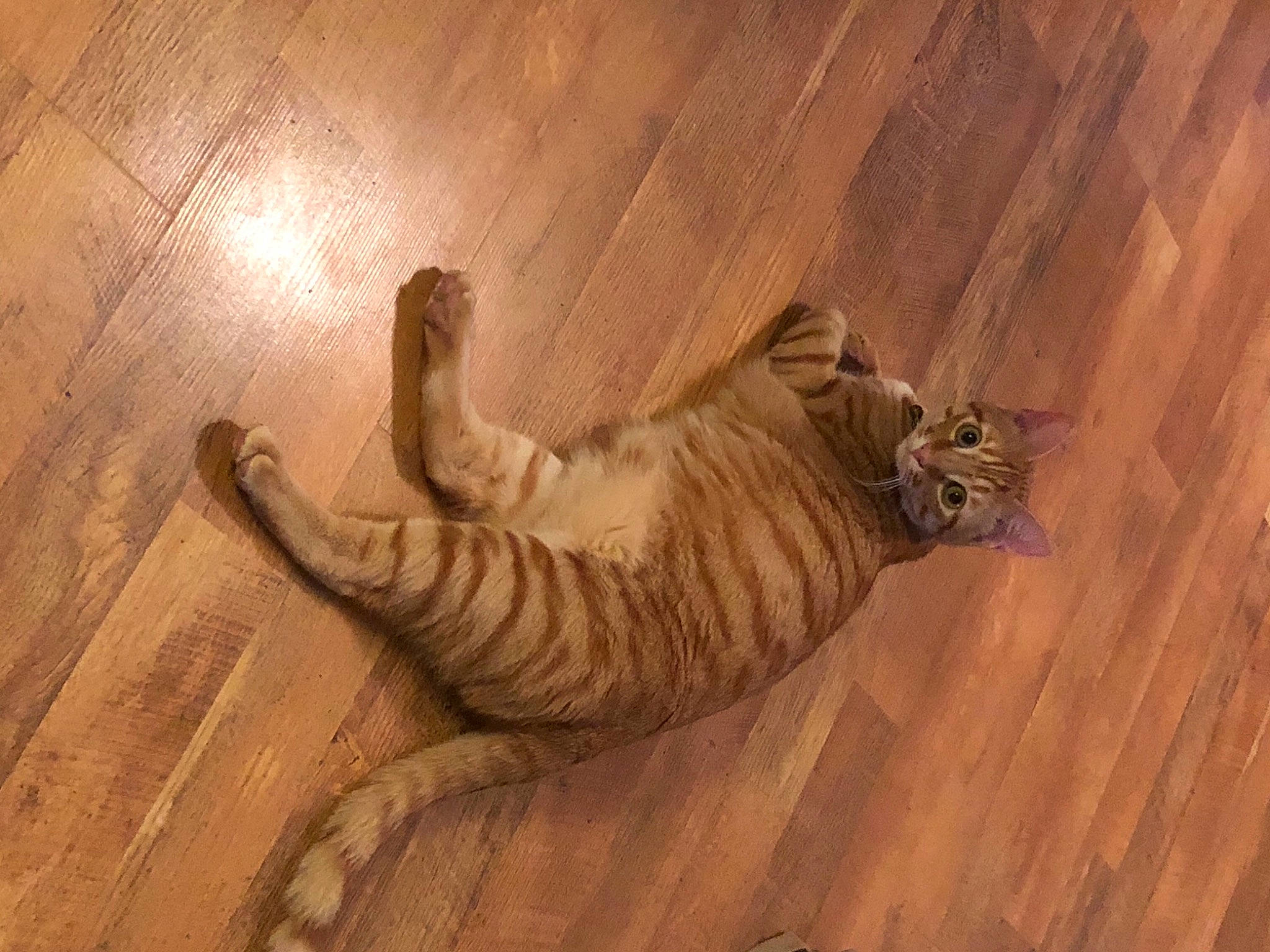 Gimli joined the competition — help win amazing prizes! carnivore, cat, comfort, domestic_short_haired_cat, fawn, felidae, flooring, hardwood, laminate_flooring, pattern, plywood, small_to_medium_sized_cats, snout, tail, terrestrial_animal, varnish, whiskers, wood, wood_flooring, wood_stain