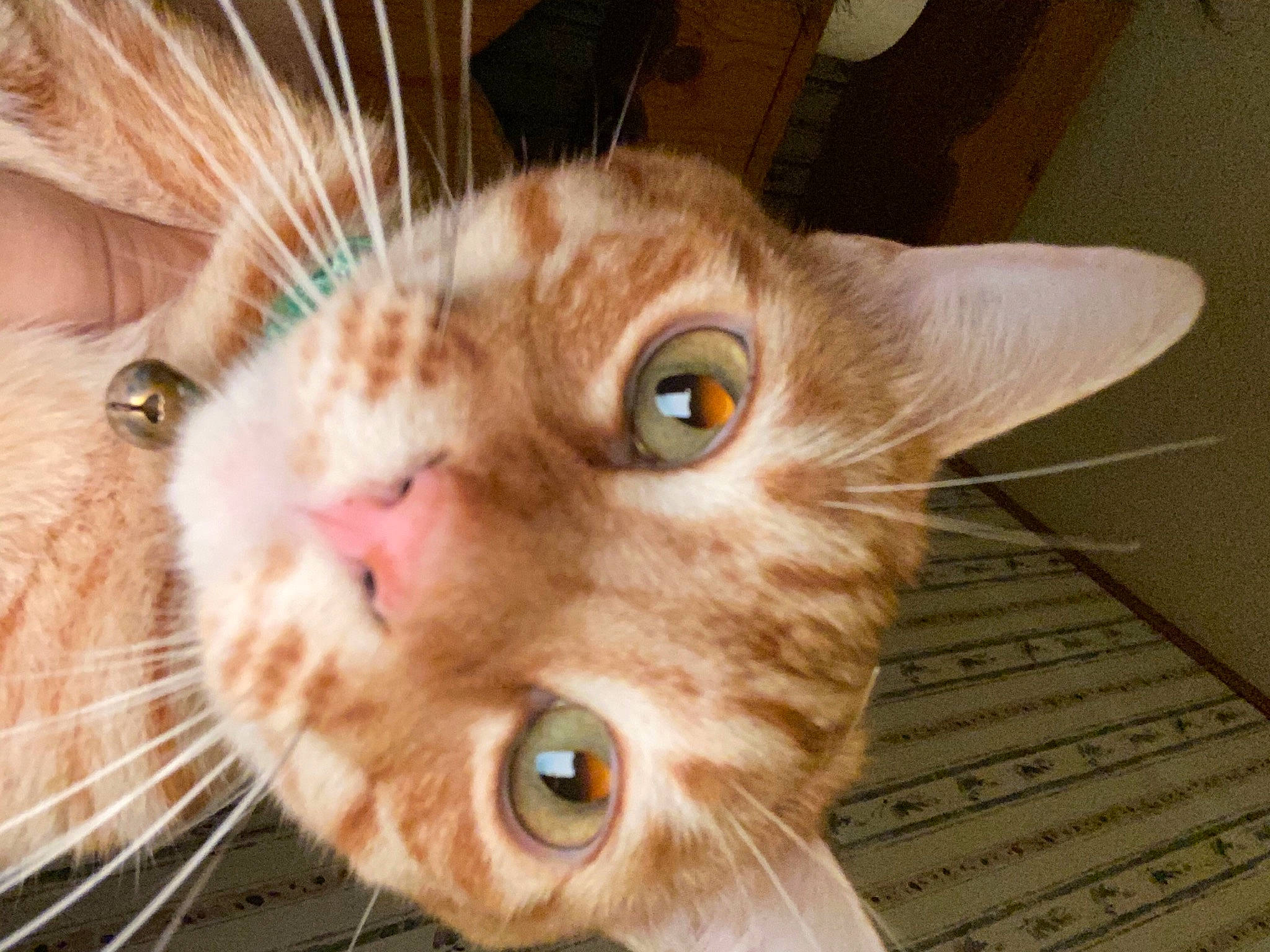 Gimli joined the competition — help win amazing prizes! carnivore, cat, claw, close_up, domestic_short_haired_cat, ear, eyelash, fawn, felidae, fur, iris, nose, paw, pet_supply, small_to_medium_sized_cats, snout, tail, whiskers