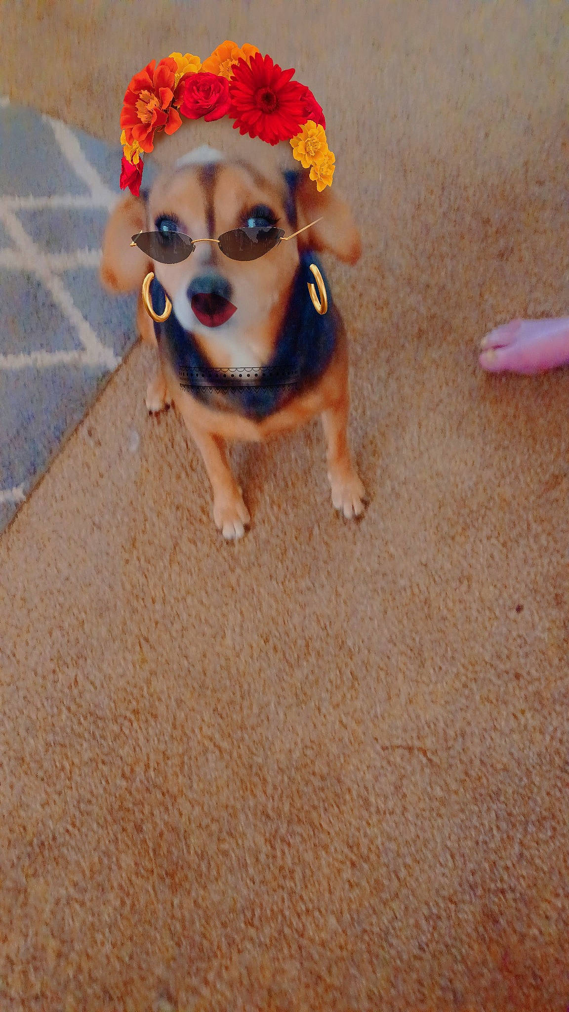 Juno is registered to the contest to win money with this photo: asphalt, carnivore, companion_dog, dog, dog_breed, dog_clothes, eyewear, fawn, flooring, glasses, goggles, grass, hat, road_surface, snout, sporting_group, sunglasses, toy, toy_dog, vision_care