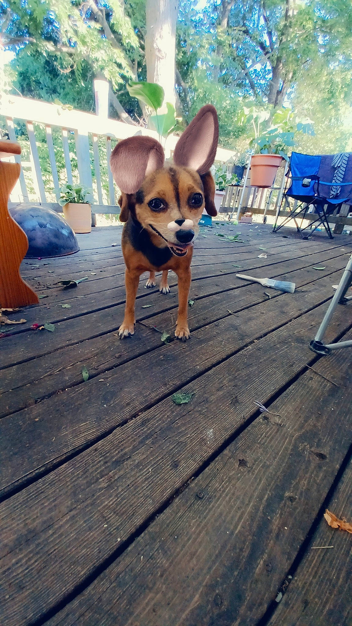 Juno is registered to the contest to win money with this photo: carnivore, chair, chihuahua, companion_dog, dog, dog_breed, fawn, flooring, hardwood, leisure, outdoor_furniture, plank, plant, snout, sporting_group, tail, toy_dog, tree, wood, working_animal