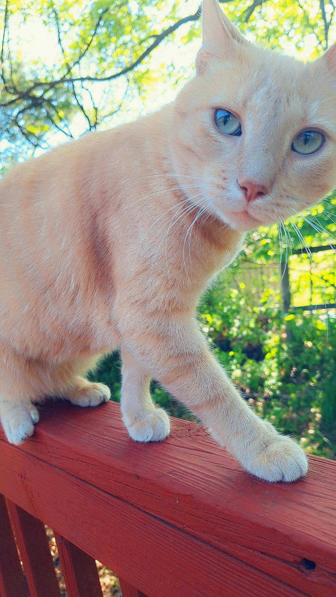 Meowkat joined the competition — help win amazing prizes! carnivore, cat, claw, domestic_short_haired_cat, fawn, felidae, fur, grass, paw, plant, small_to_medium_sized_cats, snout, tail, terrestrial_animal, tree, whiskers, window, wood