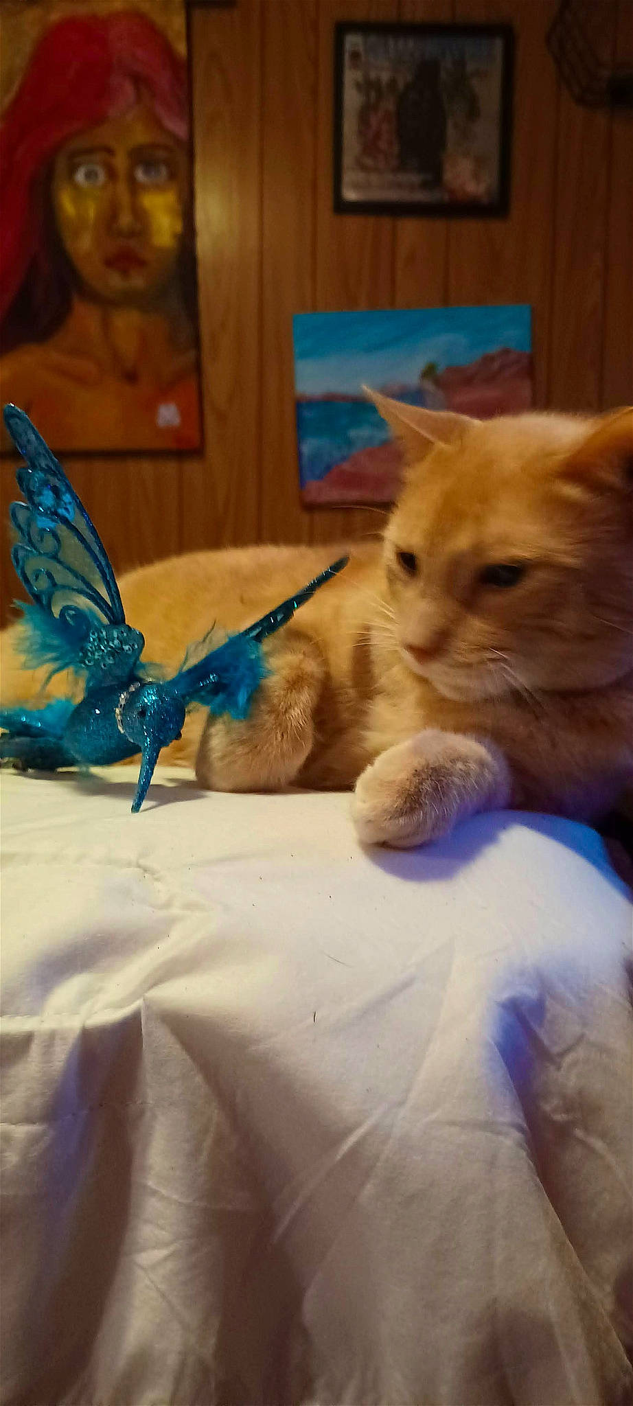 Meowkat joined the competition — help win amazing prizes! arthropod, box, butterfly, carnivore, cat, comfort, domestic_short_haired_cat, electric_blue, fawn, felidae, fur, insect, linens, moths_and_butterflies, paper_bag, pollinator, small_to_medium_sized_cats, snout, tail, whiskers