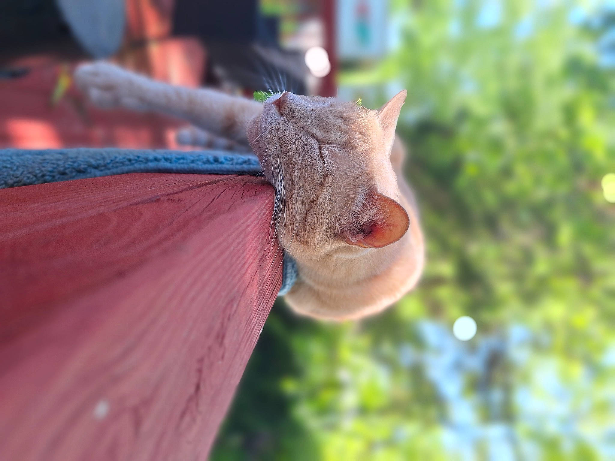 Meowkat is registered to the contest to win money with this photo: bat, fawn, gesture, grass, happy, human_leg, insect, livestock, magenta, plant, plant_stem, snout, tail, terrestrial_animal, tree, twig, wildlife, wing, wood, wrinkle