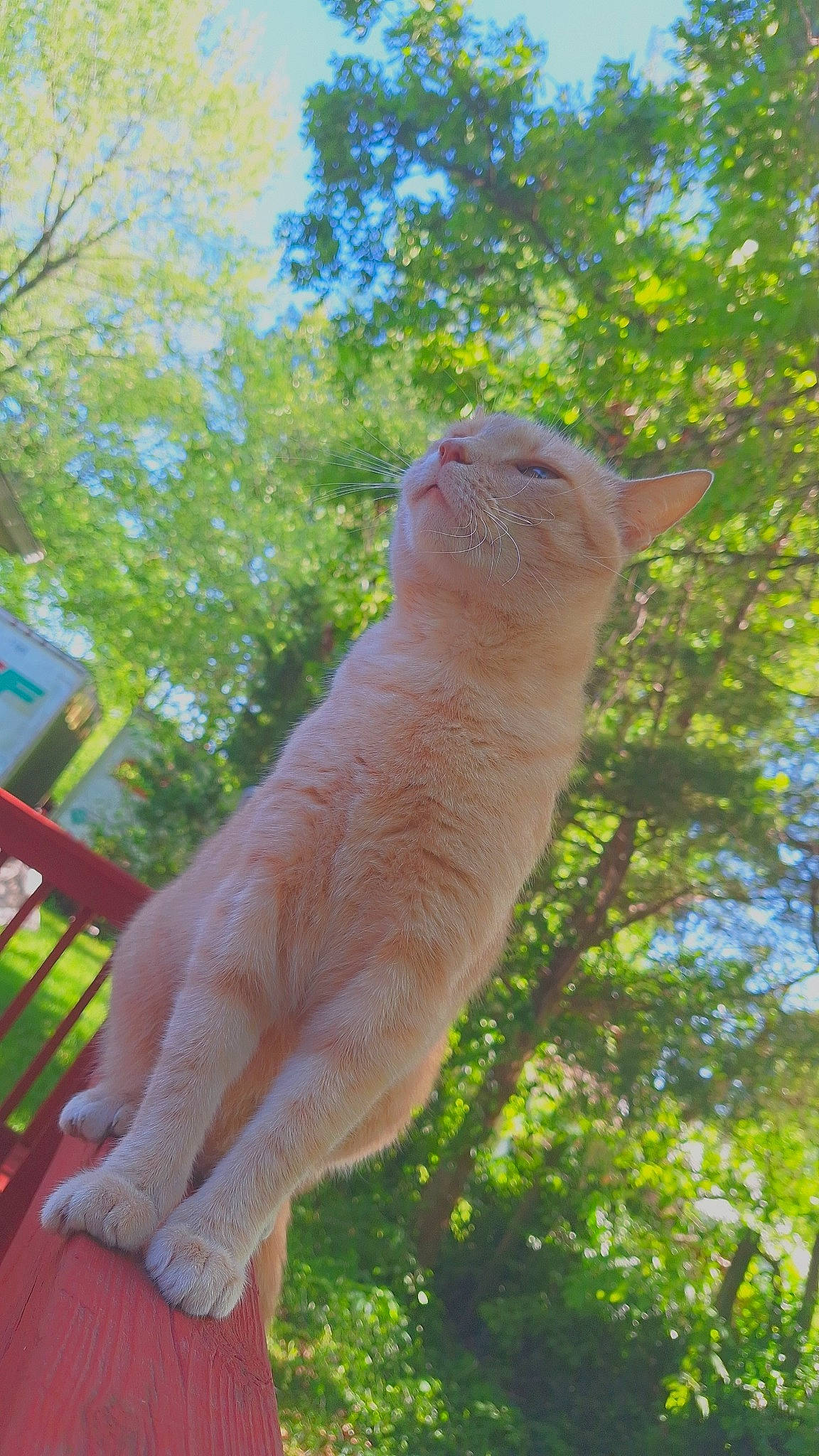 Meowkat is registered to the contest to win money with this photo: carnivore, cat, cockatoo, domestic_short_haired_cat, fawn, felidae, fur, grass, leisure, paw, plant, sky, small_to_medium_sized_cats, snout, tail, terrestrial_animal, tree, whiskers, wildlife, wood