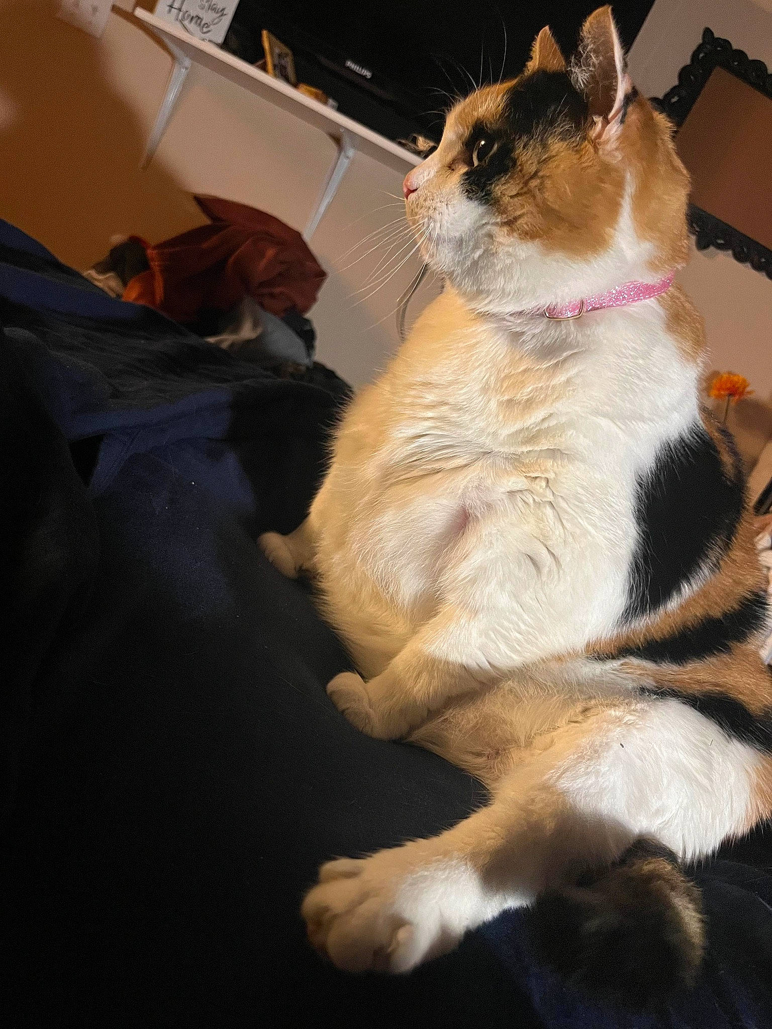 Lilly is registered to the contest to win money with this photo: carnivore, cat, claw, comfort, companion_dog, domestic_short_haired_cat, felidae, formal_wear, fur, lap, linens, paw, plant, small_to_medium_sized_cats, tail, whiskers