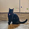 Lucy joined the competition — help win amazing prizes! animal, background, black_cat, cabinet, cat, curious, cute, domestic_cat, feline, floor, heart_tag, home, indoor, magnet, pet, purple_collar, shadow, sitting, tile_floor, yellow_eye