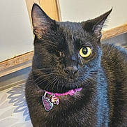 Lucy is registered to the contest to win money with this photo: cat, black_cat, one-eyed, pet, indoor, close-up, collar, tag, purple_collar, fur, whiskers, animal, mammal, cute, looking, portrait, domestic_cat, feline, sitting, calm