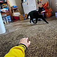 Lucy is registered to the contest to win money with this photo: animal, black_cat, cardboard_box, carpet, cat, chair, container, floor, furniture, hand, home, indoor, kitchen, motion_blur, pet_food, plastic_bottle, refrigerator, running, shelf, yellow_sleeve