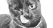 Lucy is registered to the contest to win money with this photo: animal, black_cat, cat, closeup, collar, cute, domestic_animal, feline, fur, indoor, looking_at_camera, mischievous, one-eyed, one_eye_closed, pet, playful, portrait, tag, tongue_out, whiskers