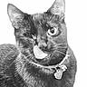 animal, black_cat, cat, closeup, collar, cute, domestic_animal, feline, fur, indoor, looking_at_camera, mischievous, one-eyed, one_eye_closed, pet, playful, portrait, tag, tongue_out, whiskers