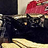 Lucy joined the competition — help win amazing prizes! animal, black_cat, cat, cozy, cushion, domestic_animal, ears, face, feline, fur, home, indoor, paw, pet, relaxed, resting, sleepy, stretching, whiskers, yellow_cushion