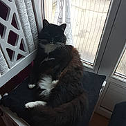Felix a rejoint le concours — aidez-le/la à gagner de superbes lots ! cat, black_and_white, fluffy, chair, cushion, window, curtain, indoor, relaxed, pet, feline, resting, domestic, whiskers, tail, fur, natural_light, home, cozy, quiet