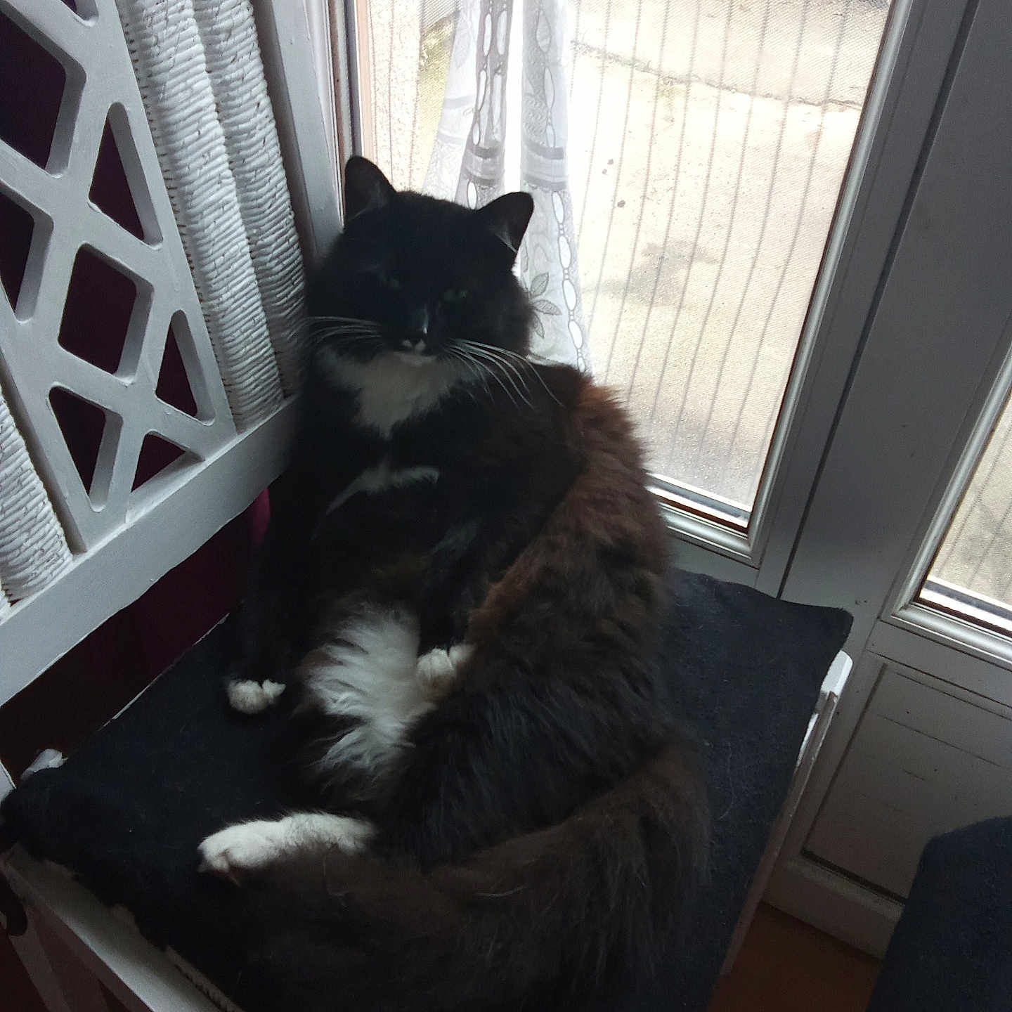 Felix a rejoint le concours — aidez-le/la à gagner de superbes lots ! black_and_white, cat, chair, cozy, curtain, cushion, domestic, feline, fluffy, fur, home, indoor, natural_light, pet, quiet, relaxed, resting, tail, whiskers, window
