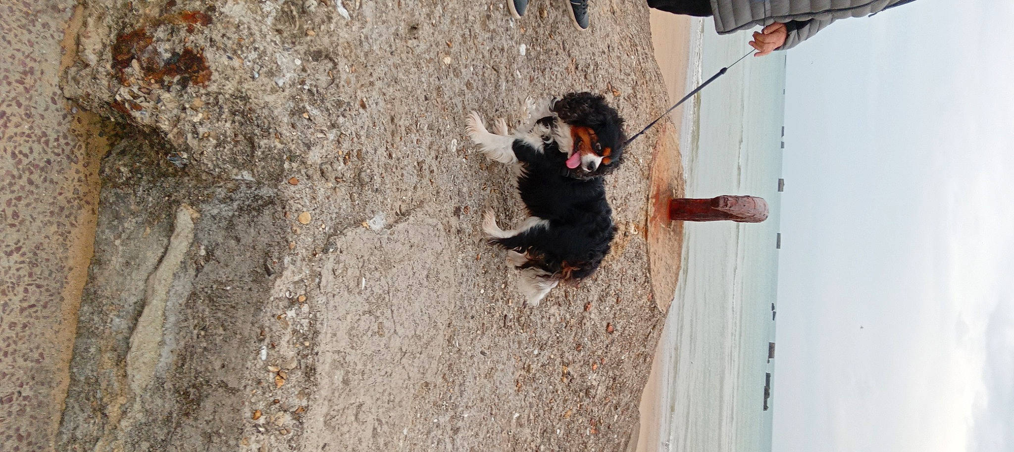 Tennesse participe au concours pour gagner de l'argent avec cette photo : adventure, beach, canidae, carnivore, concrete, dog, dog_breed, fawn, foot, guard_dog, leash, outdoor_shoe, recreation, sand, shadow, soil, sporting_group, water, wood, working_animal