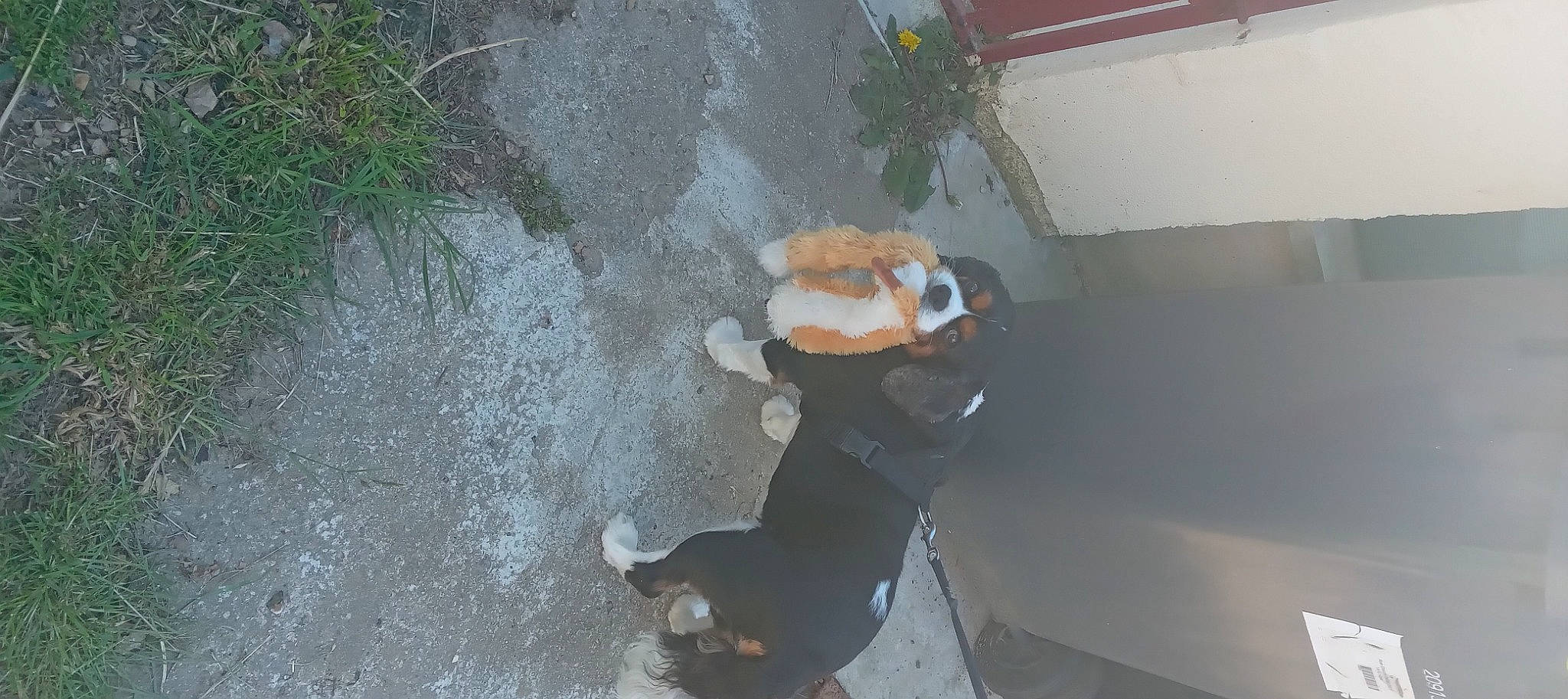 Tennesse participe au concours pour gagner de l'argent avec cette photo : asphalt, canidae, concrete, dog_breed, fawn, flooring, grass, plant, recreation, road_surface, shadow, soil, sporting_group, stuffed_toy, tail, teddy_bear, terrestrial_animal, toy, wood