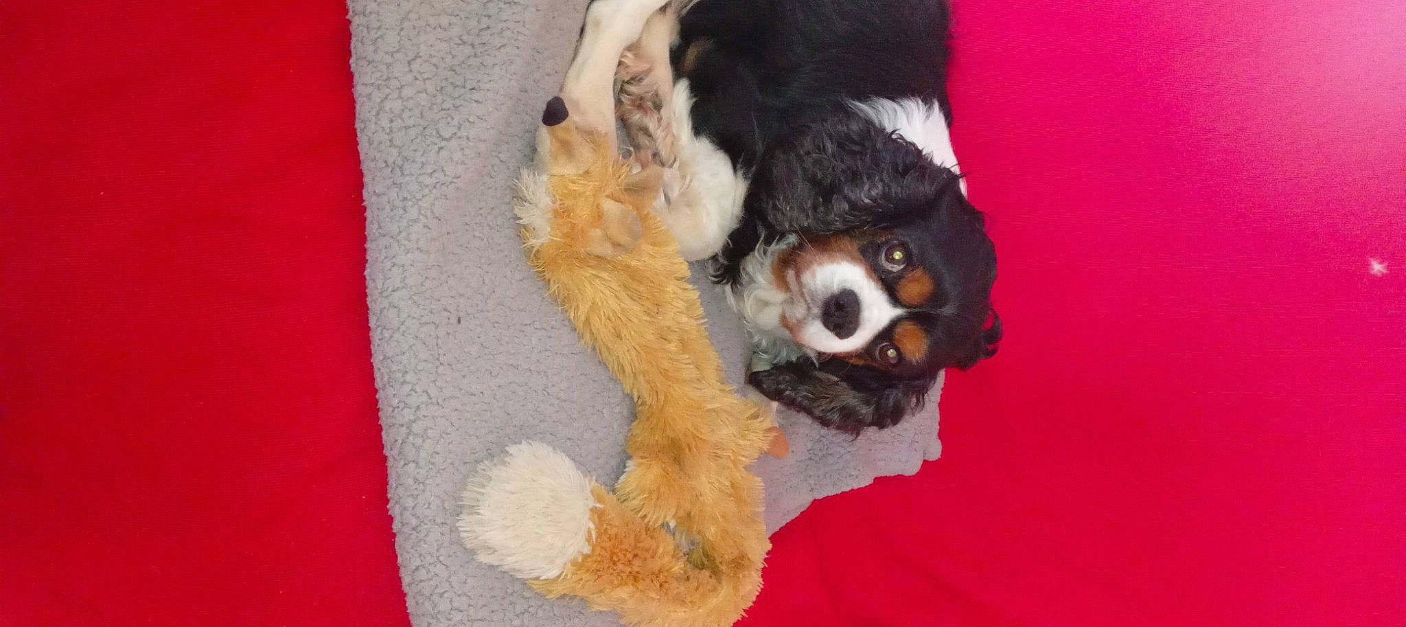 Tennesse participe au concours pour gagner de l'argent avec cette photo : canidae, carnivore, companion_dog, dog, dog_breed, dog_clothes, dog_supply, fawn, fur, hat, pet_supply, plush, snout, sporting_group, stuffed_toy, terrier, textile, toy, toy_dog, working_animal