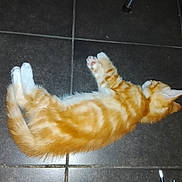 Garfield a rejoint le concours — aidez-le/la à gagner de superbes lots ! cat, kitten, orange_cat, white_paws, floor, tile_floor, pet, animal, sleeping, lying_down, feline, domestic_cat, resting, cute, young_cat, small_animal, indoor, fur, whiskers, paw