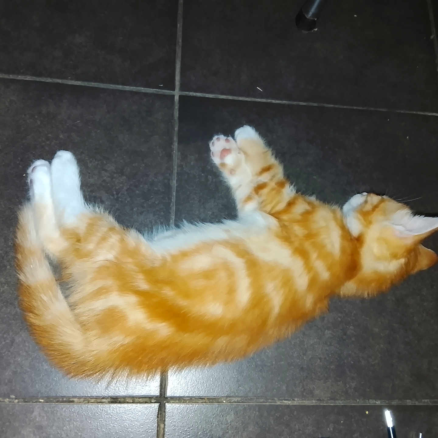 Garfield a rejoint le concours — aidez-le/la à gagner de superbes lots ! cat, kitten, orange_cat, white_paws, floor, tile_floor, pet, animal, sleeping, lying_down, feline, domestic_cat, resting, cute, young_cat, small_animal, indoor, fur, whiskers, paw