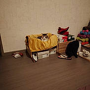 Aurore a rejoint le concours — aidez-le/la à gagner de superbes lots ! cat, indoor, cozy, blanket, shoe_box, floor, dumbbells, flip_flop, black_cat, tabby_cat, wall, wood_floor, pet_bed, footwear, exercise_equipment, socks, home, pet, relaxing, curious