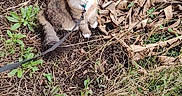 Aurore a rejoint le concours — aidez-le/la à gagner de superbes lots ! cat, animal, outdoor, grass, plants, leash, nature, greenery, dried_leaves, fur, pet, sitting, curious, brown, white, tabby, small_animal, ground, daylight, flora