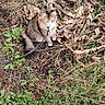 cat, animal, outdoor, grass, plants, leash, nature, greenery, dried_leaves, fur, pet, sitting, curious, brown, white, tabby, small_animal, ground, daylight, flora