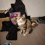 Aurore a rejoint le concours — aidez-le/la à gagner de superbes lots ! cat, feline, pet, indoor, sitting, floor, laminate_floor, boots, black_boots, guitar_case, cardboard_box, poster, dragon_art, stuffed_toy, plush, curious, whiskers, fur, paws, eyes