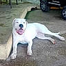dog, white_dog, panting, laying_down, concrete, outdoor, toy_truck, sidewalk, low_wall, happy, pet, animal, playful, relaxed, daylight, shadow, four_legs, ears, tongue_out, nose