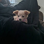 Lola joined the competition — help win amazing prizes! puppy, dog, blanket, couch, indoor, pet, small_dog, collar, cozy, furniture, mirror, relaxing, home, cute, animal, domestic_animal, snuggle, comfort, resting, living_room