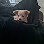 puppy, dog, blanket, couch, indoor, pet, small_dog, collar, cozy, furniture, mirror, relaxing, home, cute, animal, domestic_animal, snuggle, comfort, resting, living_room