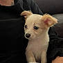 Lola joined the competition — help win amazing prizes! puppy, dog, pet, animal, cute, lap, blanket, indoor, person, black_clothing, brown_sofa, fur, ears, small, young, looking_away, soft, cozy, companion, home