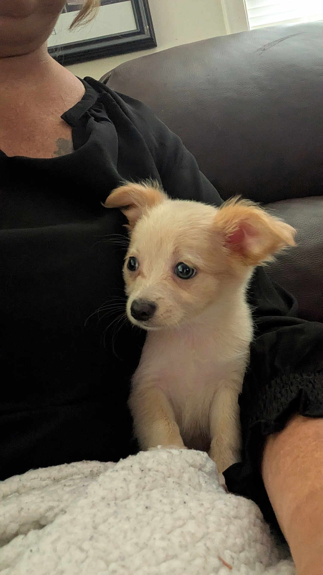 Lola joined the competition — help win amazing prizes! puppy, dog, pet, animal, cute, lap, blanket, indoor, person, black_clothing, brown_sofa, fur, ears, small, young, looking_away, soft, cozy, companion, home